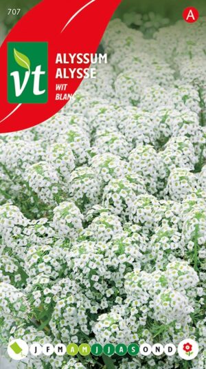 VT ALYSSUM SNEEUWTAPIJT