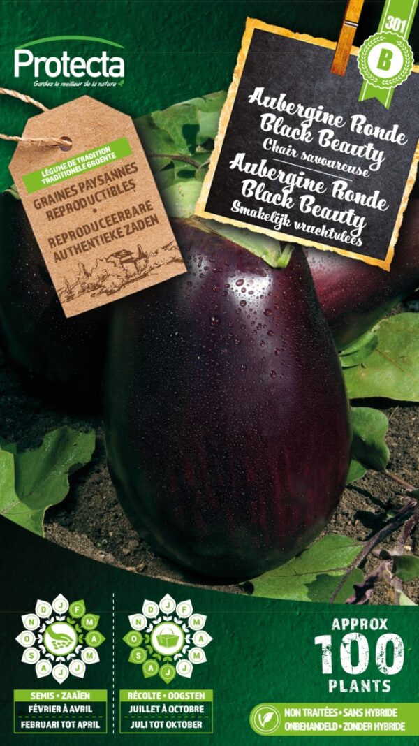 Aubergine Ronde Black Beauty