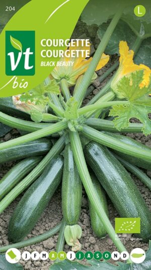 VT COURGETTE BLACK BEAUTY BE-BIO-01