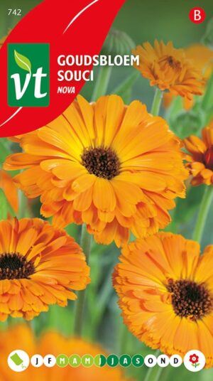 VT GOUDSBLOEM CALENDULA NOVA