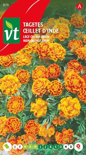 VT TAGETES LAGE ORANJE-BRUIN