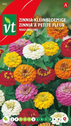 VT ZINNIA LAGE LILLIPUT