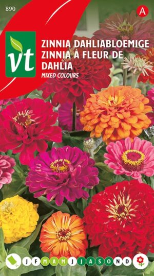 VT ZINNIA GROTE DAHLIABLOEMIGE