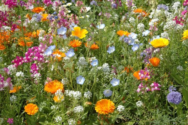 VT ZOMERBLOEMEN SUMMER FLOWER PARADE