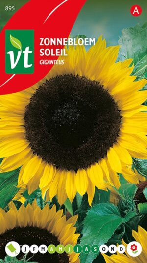 VT ZONNEBLOEM HOOG GIGANTEUS