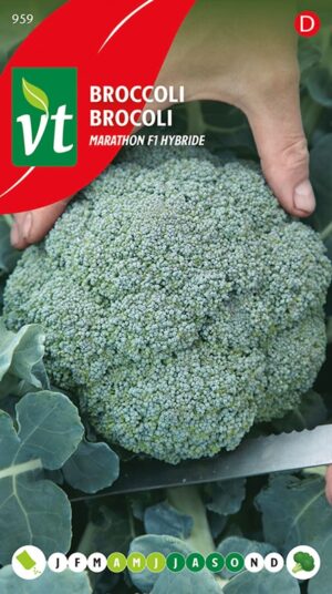 VT BROCCOLI MARATHON F1 HYBRIDE