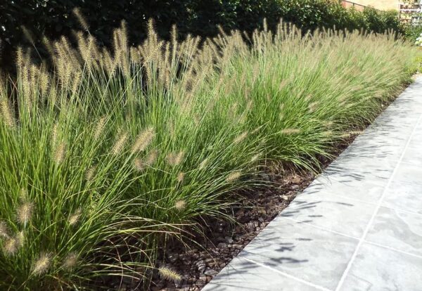 Vaste planten en hagen