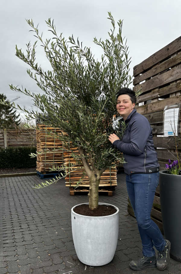 Vaste planten en hagen