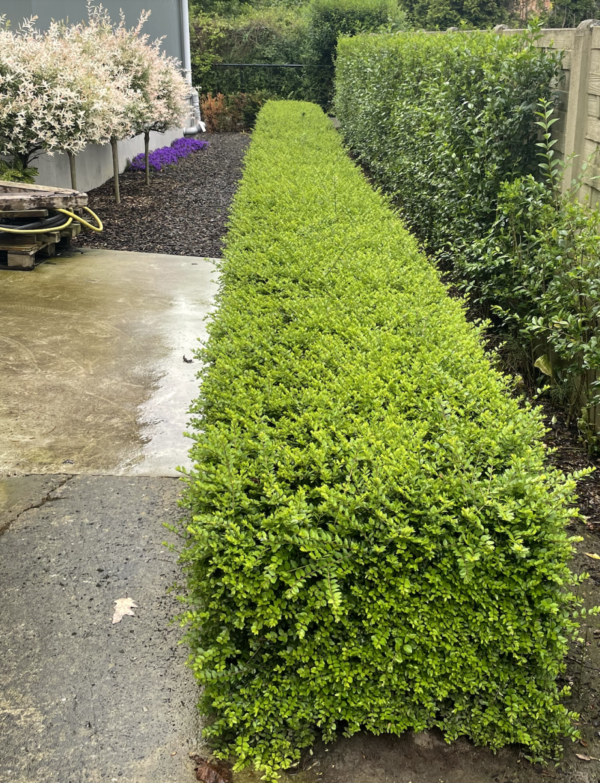 Vaste planten en hagen