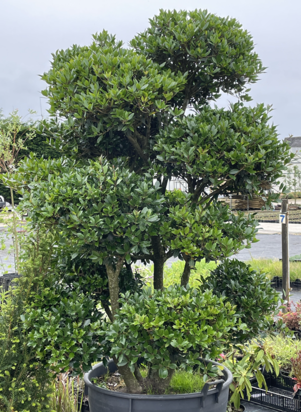 Vaste planten en hagen