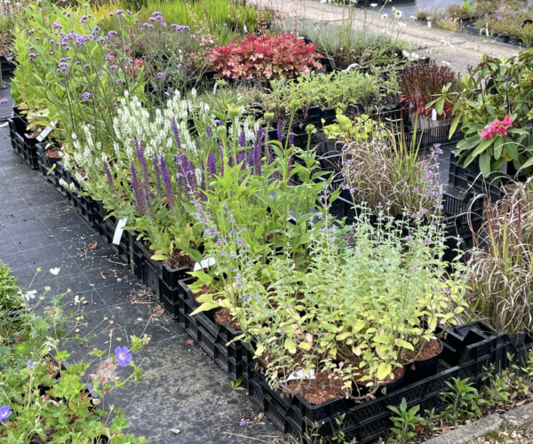 Vaste planten en hagen