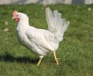 Legkip leghorn