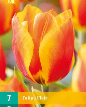 X 7 TULIPA FLAIR 11/12