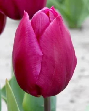 X 10 TULIPA PURPLE PRINCE 11/12