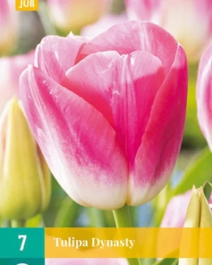 X 7 TULIPA DYNASTY 11/12