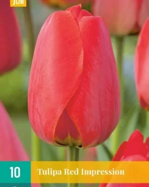 X 10 TULIPA RED IMPRESSION 11/12