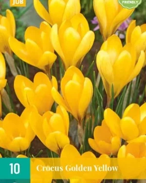 X 10 CROCUS GOLDEN YELLOW 8/9