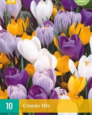 X 10 CROCUS GROOTBLOEMIG MIX 8/9