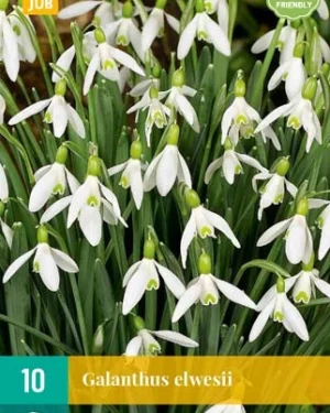 X 10 GALANTHUS ELWESII 5/6