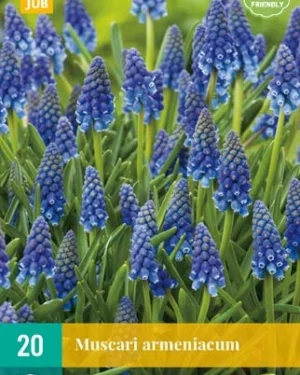 X 20 MUSCARI ARMENIACUM 8/9