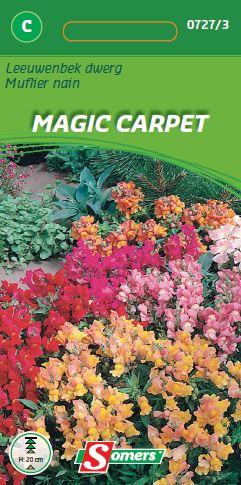 Antirrhinum Magic Carpet