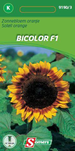 Helianthus Orange Mahogany Bicolor