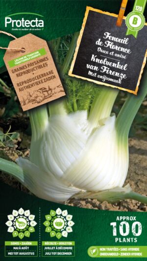 Knolvenkel Zachte van Firenze