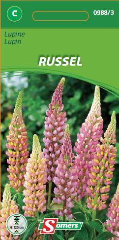 Lupinus Russell (Gemengd)