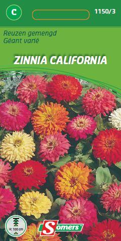 Zinnia Californische