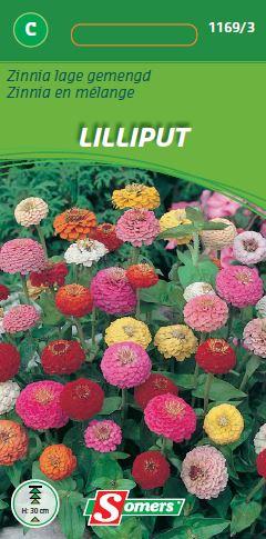 Zinnia Lage Lilliput