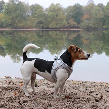 Ultimate fit kleine hond harnas grijs