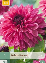 1 DAHLIA BACARDI