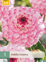 1 DAHLIA GENOVA