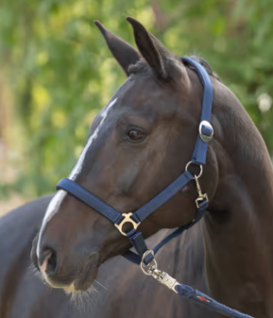 Halster Doria, navy Shetty 0