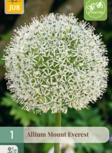 X 1 ALLIUM MOUNT EVEREST 20/+