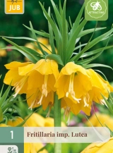 X 1 FRITILLARIA LUTEA 20/24