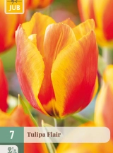 X 7 TULIPA FLAIR 11/12