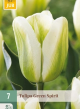X 7 TULIPA GREEN SPIRIT 11/12