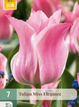 X 7 TULIPA MISS ELEGANCE 11/12