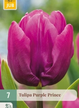 X 7 TULIPA PURPLE PRINCE 11/12