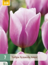 X 7 TULIPA SYNAEDA AMOR 11/12